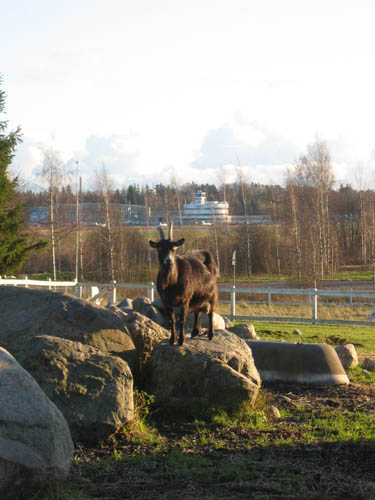Kuva: Ilkka Lyytikäinen